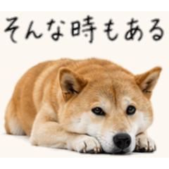 Pessimistic Shiba Inu2