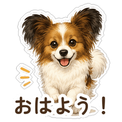Papillon Everyday