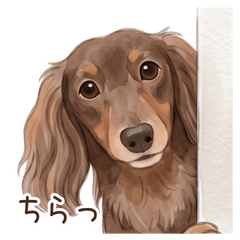 My Dachshund 2 Everyday Basics