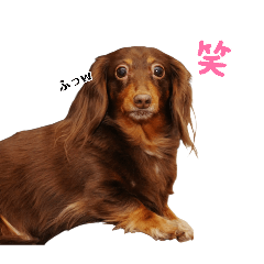 I'm Coco, a Dachshund. 2