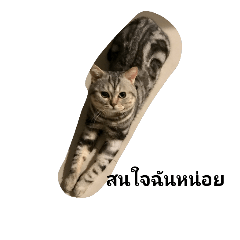 Cute  Kitty