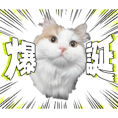 KUMA_20260731100609
