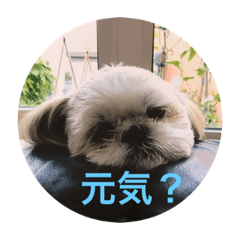 Love! shih tzu !