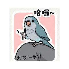 藍和尚鸚鵡生活用語（皎）