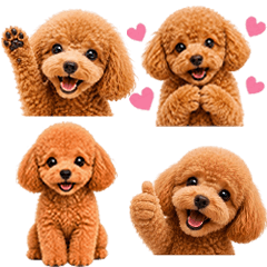 超ちいさい♡ほんわかトイプードル