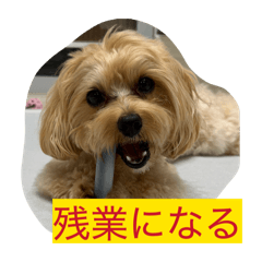 momo_20260731151220