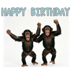 A baby chimpanzee celebrating a birthday