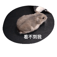 倉鼠 阿倉