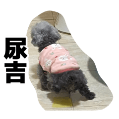 長得很吉的Q比小犬2
