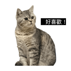 珍寶巴特3