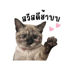 Derp cat 1