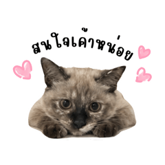 Derp Cat 2