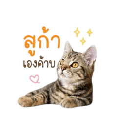 Myy Meww_20260526181933