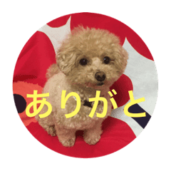 可愛い犬 トイプードル ポコ Line スタンプ Line Store