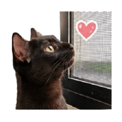 Browny, little kitty.