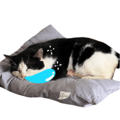 Katuii meow