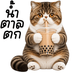 Mischievous Little Cat 1