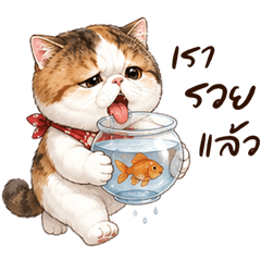 Exotic Shorthair cat_cute wrinkled face
