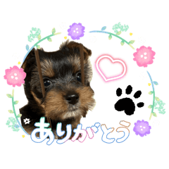 dog_20260731165957