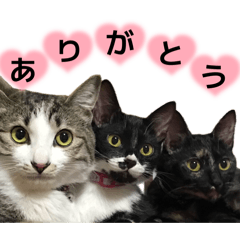 marufukucha_20260731175632