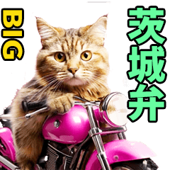 Large cats in Ibaraki