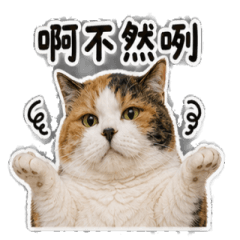 貓的無奈日常回覆貓的無奈日常回