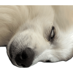 DAIFUKU_20260801014500