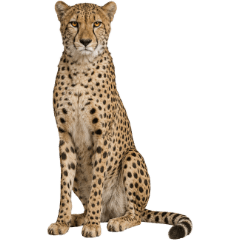 Realistic Cheetah Wildlife Pose [ZiFu]