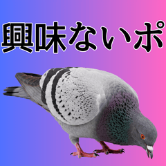 【ポ】ずっと使えるハトの面白い台詞ポ