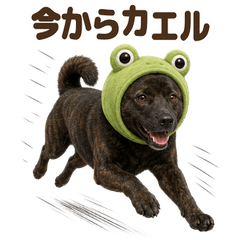 ダジャレ！ 甲斐犬