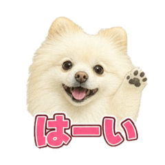 momo_20260801164631