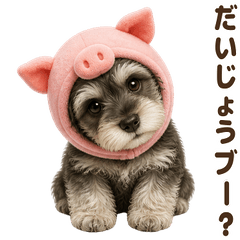 ダジャレ！ シュナウザー 子犬