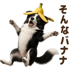 ダジャレ！ ボーダーコリー
