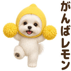 ダジャレ！ マルチーズ
