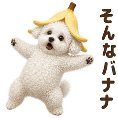 ダジャレ！ ビションフリーゼ