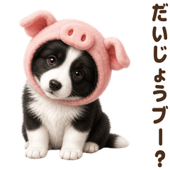 ダジャレ！ ボーダーコリー 子犬