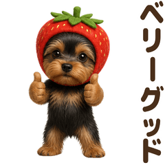 ダジャレ！ ヨークシャーテリア