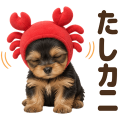 ダジャレ！ ヨークシャーテリア 子犬