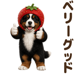 ダジャレ！ バーニーズマウンテンドッグ