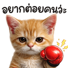 Meow som oomk