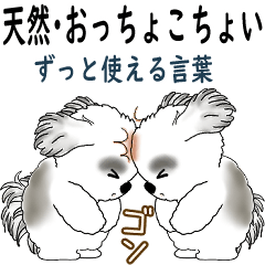 B&Wシーズー犬「天然・おっちょこちょい」