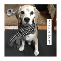 ICHIRO(beagle)