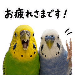 parrots zunda&mame