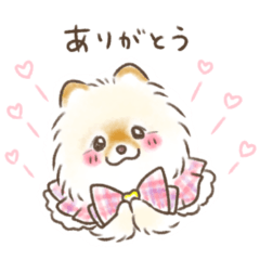 Pomeranian moca