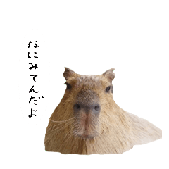 ha_ruto_20260731195201