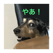 toddo