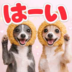 Italian Greyhound np