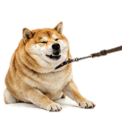 [No text]Pessimistic Shiba Inu2