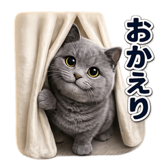 Gray British Shorthair Dreams