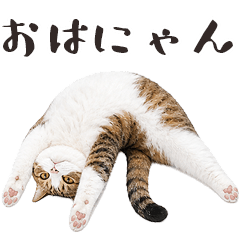 逼真的一隻滑稽、胖胖的貓